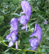 Пестрый борец (соцветие)