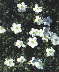 Песчанка горная – Arenaria montana L.