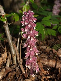 Петров крест (чешуйчатый)