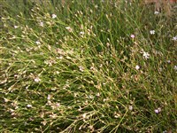 Петрохагия камнеломка – Petrorhagia saxifraga (L.) Link.