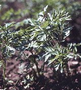 Петрушка (кудрявая)