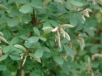 Петтерия почкочешуйная – Petteria ramentacea (Sieber) C.Presl.