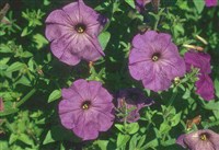 Петуния (1)