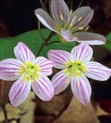 Печеночница