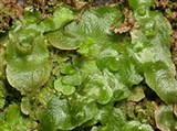Печеночные мхи (Лунулария)