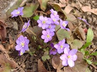 Печёночница благородная, трехлопастная – Hepatica nobilis Mill. (1)
