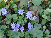 Печёночница трансильванская, угловатая – Hepatica transsilvanica Fuss. (1)