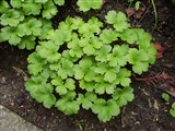 Печёночница трансильванская, угловатая – Hepatica transsilvanica Fuss. (2)