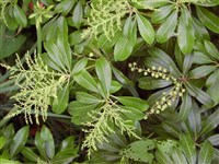 Пиерис обильноцветущий – Pieris floribunda (Pursh.ex Sims) Benth. & Hook.