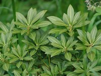 Пиерис японский – Pieris japonica (Thunb.) D.Don ex G.Don.