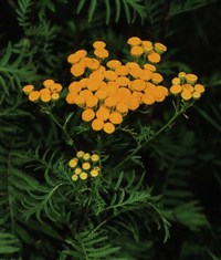 Пижма обыкновенная, дикая рябинка – Tanacetum vulgare L.