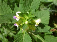 Пикульник красивый – Galeopsis speciosa Mill.