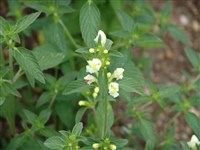 Пикульник полевой – Galeopsis segetum Necker.