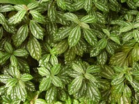 Пилея Кадье – Pilea cadierei Gagnep. & Guillaum.