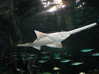 Пилорылые скаты (Рыба-пила)