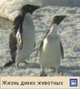 Пингвины