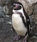 Пингвин Гумбольдта