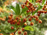 Пираканта ярко-красная, огненный боярышник – Pyracantha cocinea Roem.