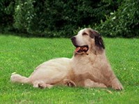 Пиренейская горная собака