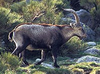 Пиренейский горный козел (самец)