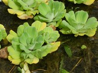 Пистия телорезовидная, водный латук – Pistia stratiotes L.