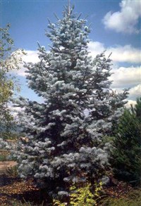 Пихта (Пихта одноцветная)