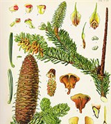 Пихта (шишки)