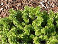 Пихта бальзамическая – Abies balsamea (L.) Mill.