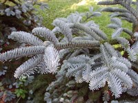 Пихта высокая, благородная – Abies procera Rehd.