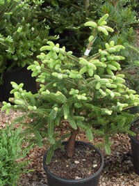 Пихта испанская – Abies pinsapo Boiss.