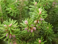 Пихта корейская – Abies koreana Wils. (1)