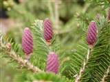 Пихта корейская – Abies koreana Wils. (2)