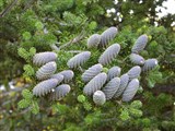 Пихта корейская – Abies koreana Wils. (3)