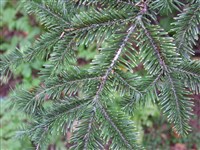 Пихта сахалинская – Abies sachalinensis (Schmidt.) Mast.