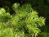 Пихта сибирская – Abies sibirica Ledeb.