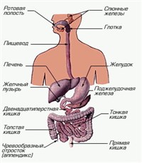 Пищеварительная система