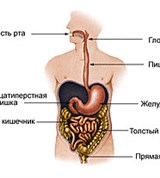 Пищеварительный канал