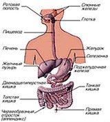 Пищеварительный тракт и Селезенка