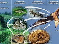 Пищевая цепь (схема)
