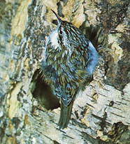 Пищухи (птицы)