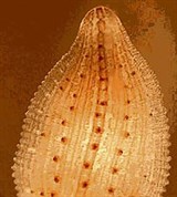 Пиявки (Древняя пиявка)