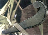 Пиявки (Настоящая пиявка)