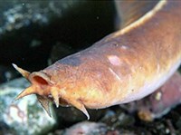 Пиявкорот бургера (Eptatretus burgeri)