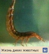 Плавунец (личинка)