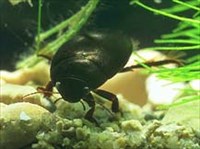 Плавунчик (жук)