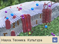 Плазматическая мембрана (анимация)