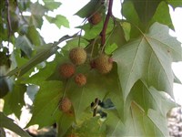 Платан кленолистный, гибридный, испанский – Platanus x acerifolia (Ait.) Willd.