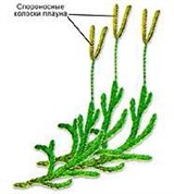 Плаун булавовидный