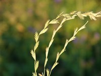 Плевел многолетний, английский райграс, пастбищный райграс – Lolium perenne L.