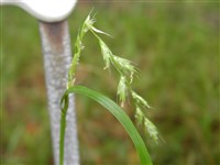 Плевел многоцветковый, итальянский райграс, многоукосный райграс – Lolium multiflorum Lam.